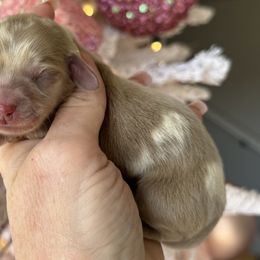 Turner - Gray (blue) and cream male Dachshund puppy in Bentonville, Arkansas from T & D Dachshunds by design