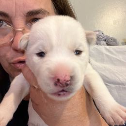 Girl 3 - Siberian Husky puppy in Columbus, Ohio from Jamuison’s Siberian Huskies