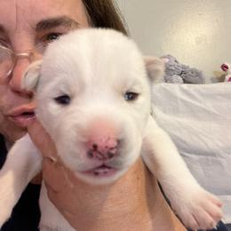 Girl 3 - Siberian Husky puppy in Columbus, Ohio from Jamuison’s Siberian Huskies