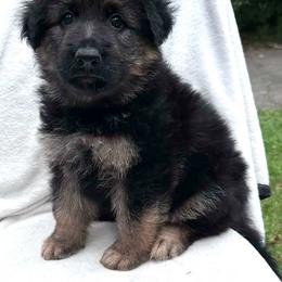 Yellow collar - Black and tan male German Shepherd puppy in Allentown, Pennsylvania from VMH Shepherds