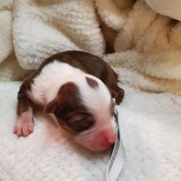 Miniature Australian Shepherd Puppies from Barnyard Mini Aussies
