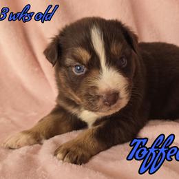 Toffee - Red tri-color male Australian Shepherd puppy in Albion, Michigan from Northern Lights Aussies (NL Aussies)