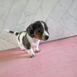 Girl 1 - Dapple female Dachshund puppy in Fallon, Nevada from Butterbean Dachshunds