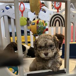Fawn Sable Silver Points MALE - Fawn sable male Havanese puppy in Monahans, Texas from Homeward Havanese, LLC