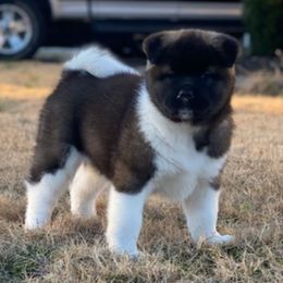 Akita Puppies from Magnolia Akitas