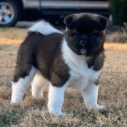 Akita Puppies from Magnolia Akitas