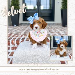 Velvet - Red  female Goldendoodle puppy in Bell Buckle, Tennessee from Precious Puptown Doodles