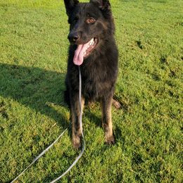 Boy 3 - German Shepherd puppy in Modoc County, California from Vom Marischal Working Lines German Shepherd Dogs