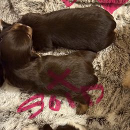 Chocolate male 2 - Chocolate and tan male Yorkshire Terrier puppy in Grove Hill, Alabama from Huntington Yorkies