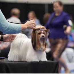 Whisper - Biewer Terrier