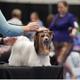 GCH Whisper
