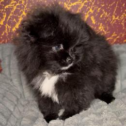 Crescent Moon - Black female Pomeranian puppy in Los Angeles, California from AMAYSING Pups