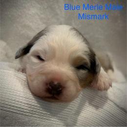 BMM - Blue merle male Australian Shepherd puppy in Lakeside, Montana from Saddle Peak Aussies