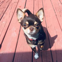 Justice - Chihuahua