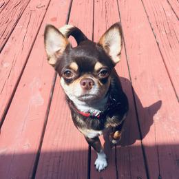 Justice - Chihuahua