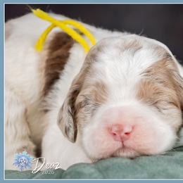 Sarabi - Merle female Cockapoo puppy in Connersville, Indiana from Deaz Doodle Ranch
