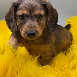 One - Dapple male Dachshund puppy in Salyersville, Kentucky from Lavendell Dachshunds