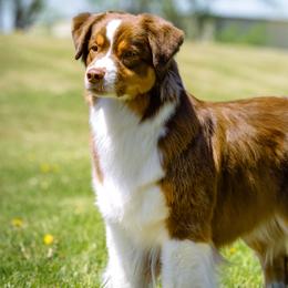 Cerise - Australian Shepherd