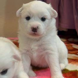 Rosemary - White female American Eskimo Dog puppy in Hesperia, California from Bella's American Eskimos