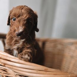 Cosmo - Red  male Goldendoodle puppy in Austin, Texas from Cedarcrest Goldendoodles