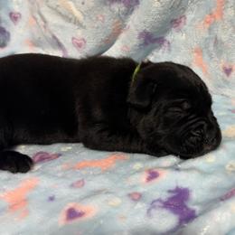 Lime Collar - Black male Cane Corso puppy in Paris, Texas from Knucklehead Cane Corso