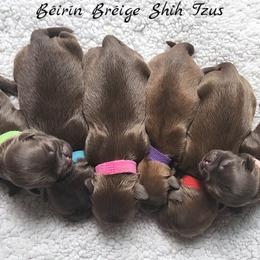 Shih Tzu Puppies from Beirin Breige Shih Tzus
