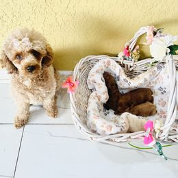 Poodle Puppies from Red toy poodles