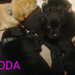 Soda - Black female Labrador Retriever puppy in Prince George, Virginia from Kingdom Kenelz Labradors