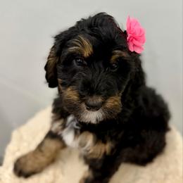 Nut Tossie - Phantom female Bernedoodle puppy in Hegins, Pennsylvania from Bubbling Springs Doodles, LLC