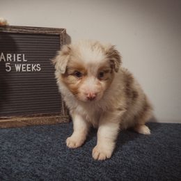 Australian Shepherd Puppies from Kelly Krew Aussies