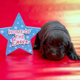 Kestrel - Chocolate male Labrador Retriever puppy in Isle, Minnesota from Dog Ear Outfitters