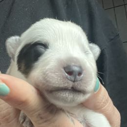 Girl 2 - Blue female Australian Cattle Dog puppy in Norton, Ohio from Australian Cattle Dog Company