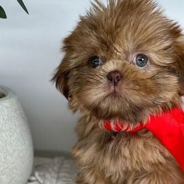 Iris - Brindle Shih Tzu puppy in Texas from Shihtzu Legacy