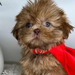 Iris - Brindle Shih Tzu puppy in Texas from Shihtzu Legacy