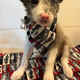 Bordoodle Puppies from Circle R Valley Farms