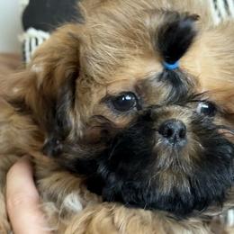 Shih Tzus from Canyonside Shih Tzus