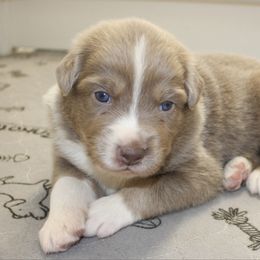 Sterling - Dilute red male Australian Shepherd puppy in Camp Springs, Kentucky from Diamond Paws Australian Shepherds