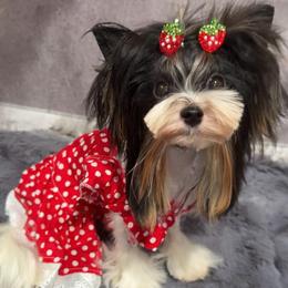 Angel Markowalli tiny - Black tan and white female Biewer Terrier puppy in San Diego, Temecula, Ontario, California from Yorkie & Maltese Royalty