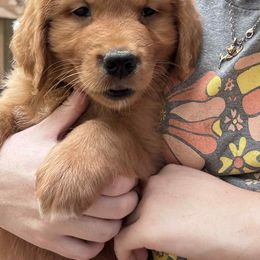 Mr Black - Dark golden male Golden Retriever puppy in Ocala, Florida from Hidden Oaks Golden Retrievers