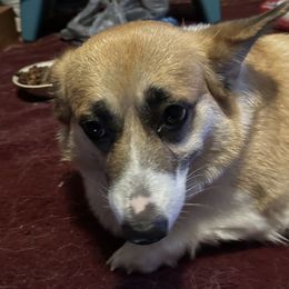 Rosie - Pembroke Welsh Corgi