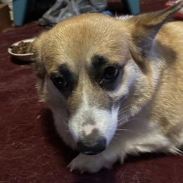 Rosie - Pembroke Welsh Corgi