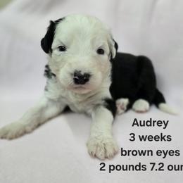 Audrey - Gray and white female Old English Sheepdog puppy in Sutherlin, Oregon from Sapphire Eyes Sheepdogs