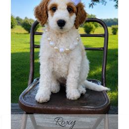Roxy - Parti female Goldendoodle puppy in State Road, North Carolina from Must Love Doodles