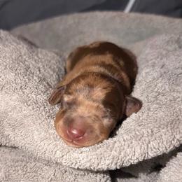 Apollo - Dapple male Dachshund puppy in Los Angeles, California from Dachshunds of the Desert