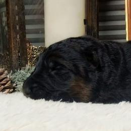 Winchester - Black Collar - Black and red male German Shepherd puppy in Charlotte, North Carolina from Zuflucht K9s