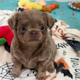 Yara - Chocolate blue female Chihuahua puppy in Newport Beach, California from Exotic City Pomeranians and chihuahuas