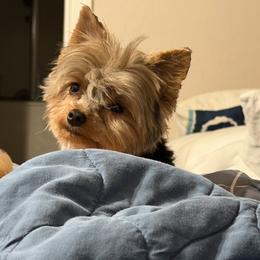Yorkshire Terrier Puppies from Cuddles of Cuteness