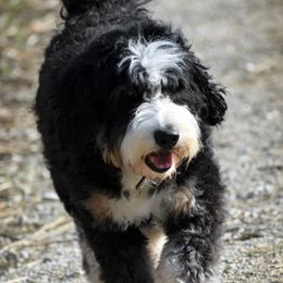 Lucy - Bernedoodle