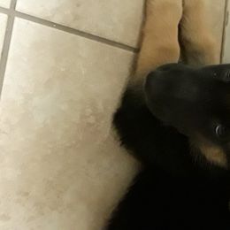 German Shepherd Puppies from Von Jo-Rielle Kennel