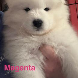 Australian Shepherd and Samoyed Puppies from SnowBlitz Samoyeds and CoralBlitz Aussies
